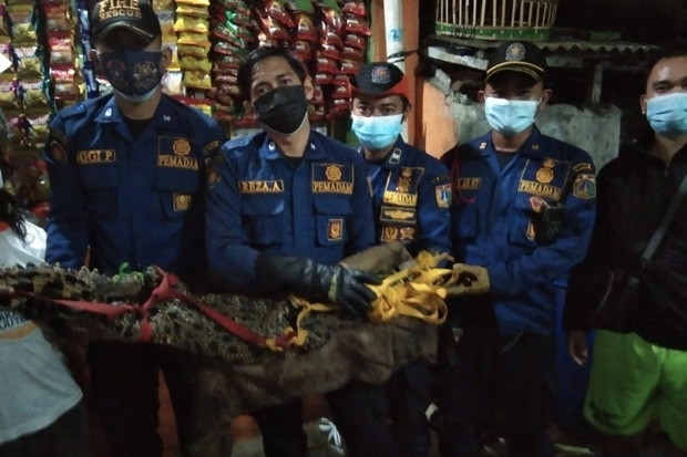 Ngeri! Buaya Berkeliaran...