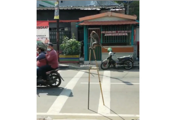 Sudah Dilarang Pemprov...