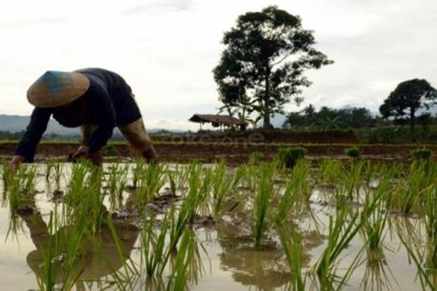 Menuju Kedaulatan Pangan,...