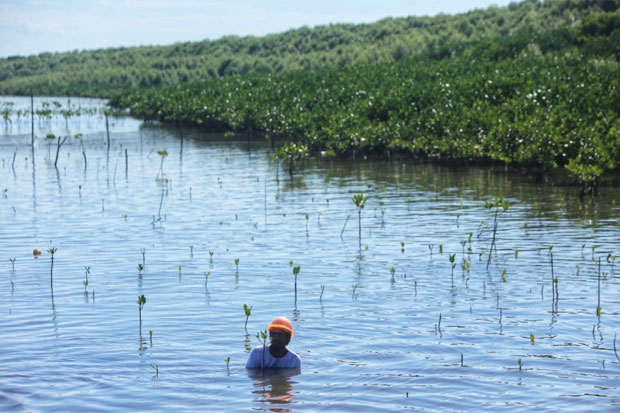 Hutan Mangrove Jaga...