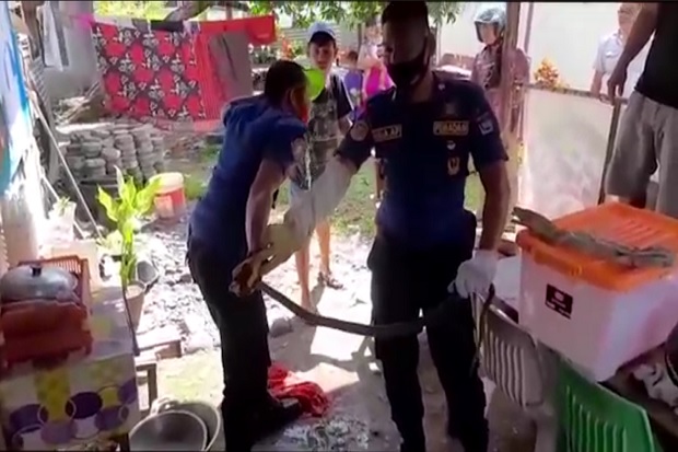 Evakuasi Ular Kobra,...