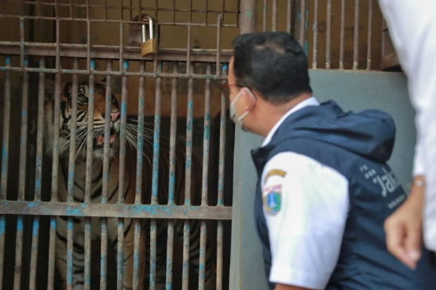 Tengok 2 Harimau Terpapar...