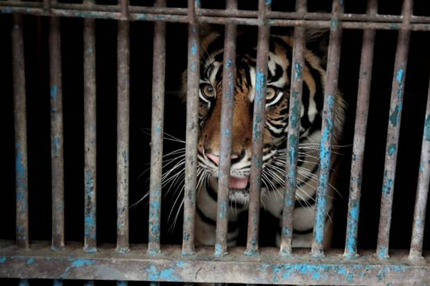 Harimau Sumatera di...