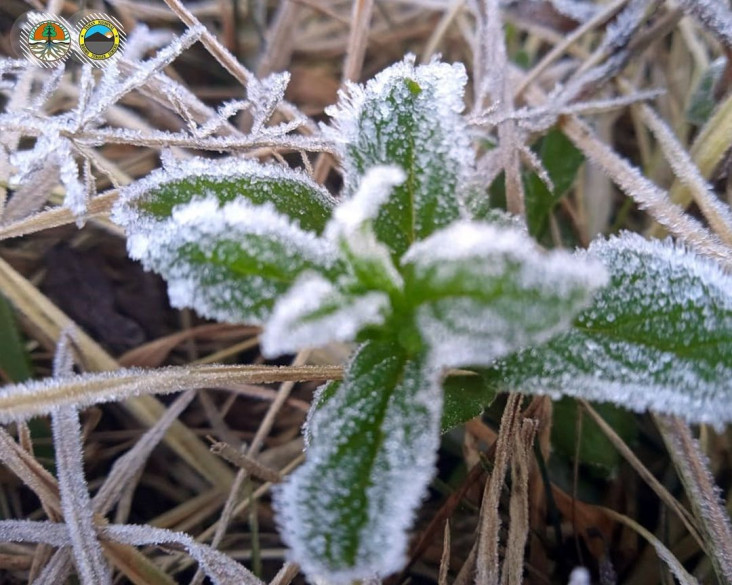Fenomena Frost, Ketika...