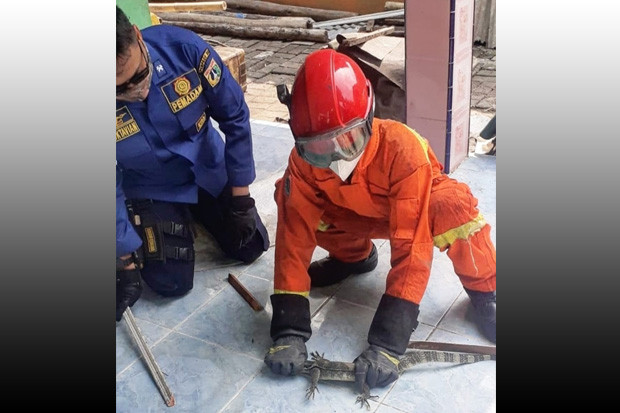 Dikira Tikus, Warga...