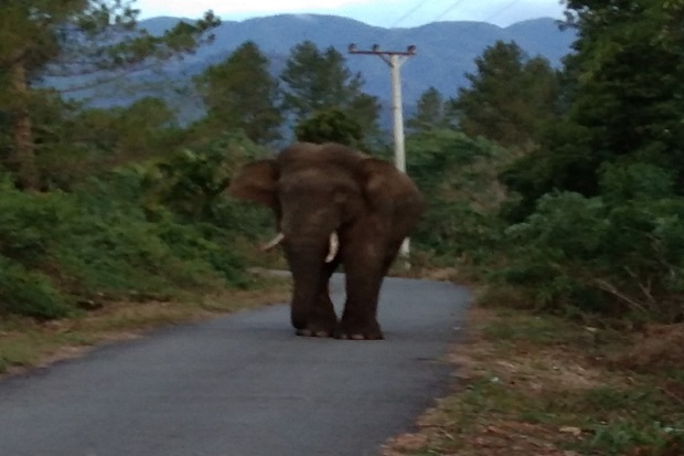 4 Ekor Gajah Liar Berkeliaran...