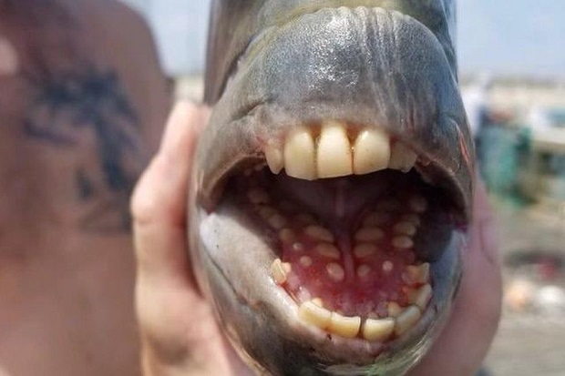 Ikan Langka dengan Gigi...