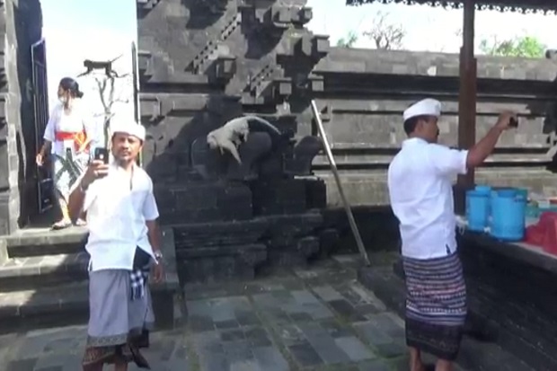 Penampakan Monyet Putih...