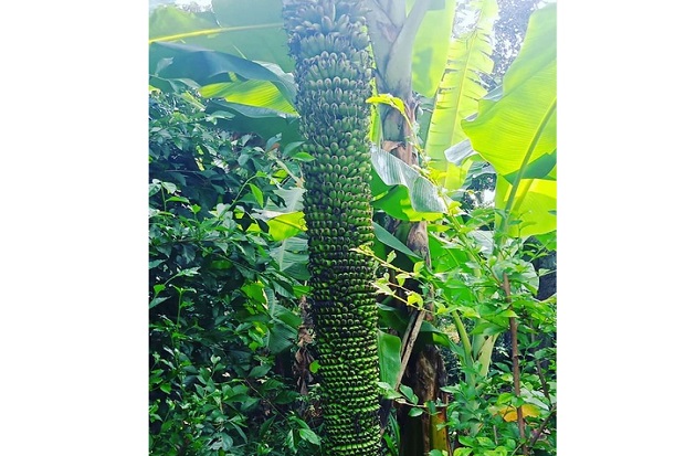 Aneh dan Unik! Pisang...
