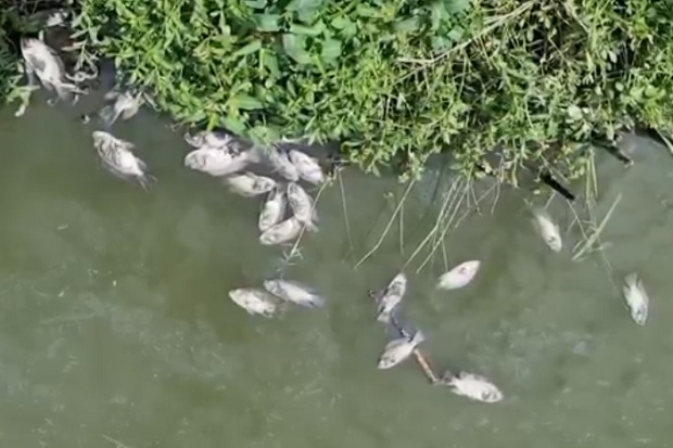 Ratusan Ribu Ikan dan...