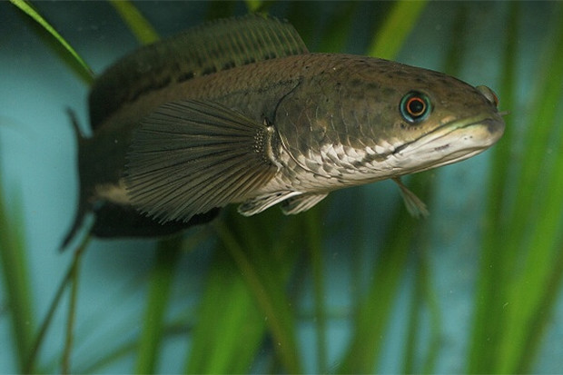 Manfaat Ekstrak Ikan...