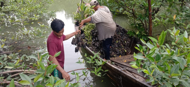Pembibitan Mangrove...