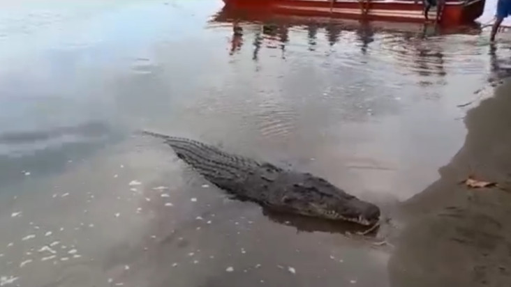 Hendak Memangsa Anjing...
