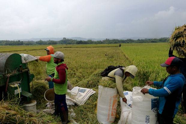 Panen 31 Juta Ton Beras,...