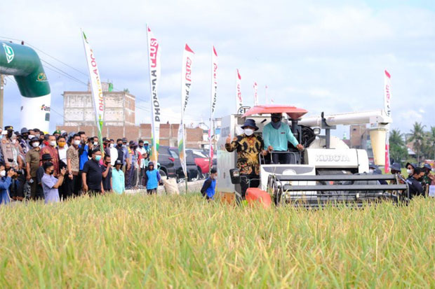 Panen Raya di Sidrap,...