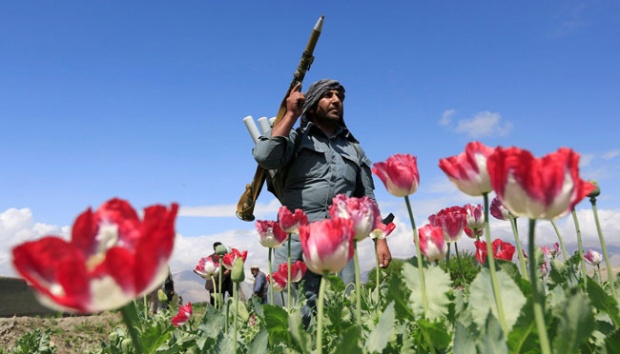 Afghanistan Dominasi...