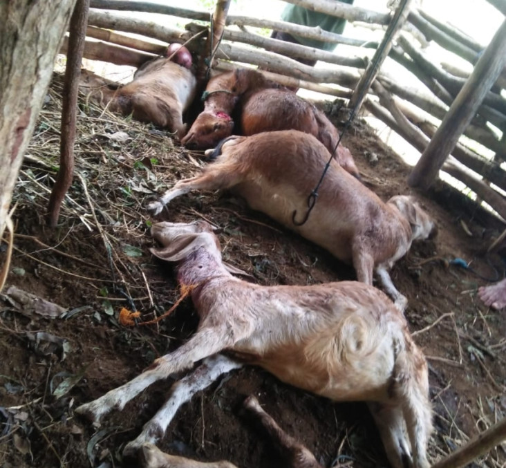 Puluhan Kambing di Gunungkidul...