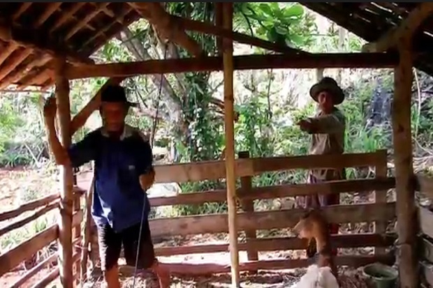 Banyak Kambing Mati...