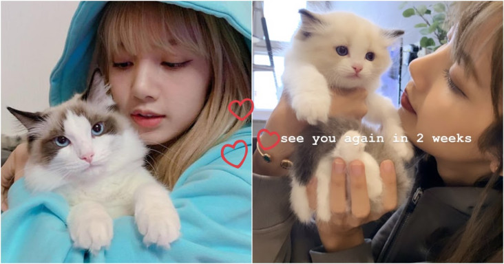 Profil Kucing Lisa BLACKPINK,...