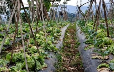 Harga Jual Sayuran Anjlok,...