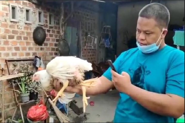 Aneh dan Unik, Ayam...