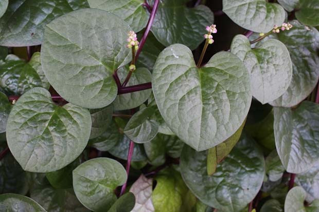 Manfaat Daun Binahong,...