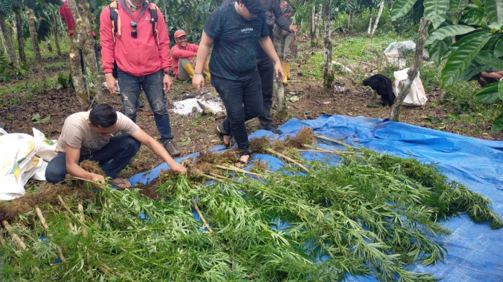 Gerebek Ladang Ganja...