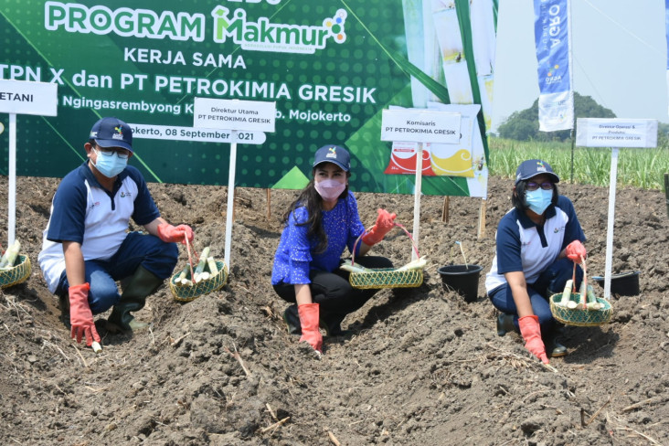 Kawal Penanaman Tebu,...