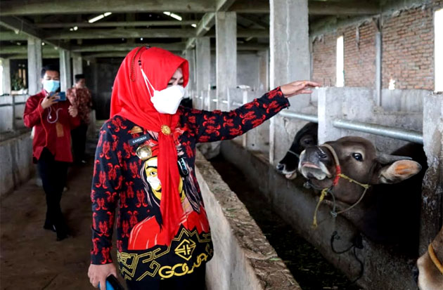 Kementan Kirim 200 Sapi...