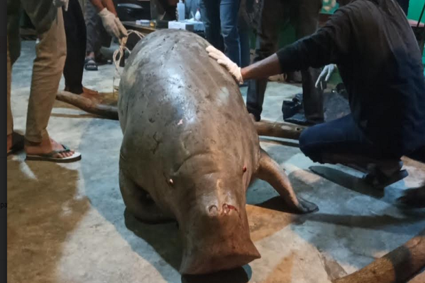 Duyung Viral di Pangkalpinang...