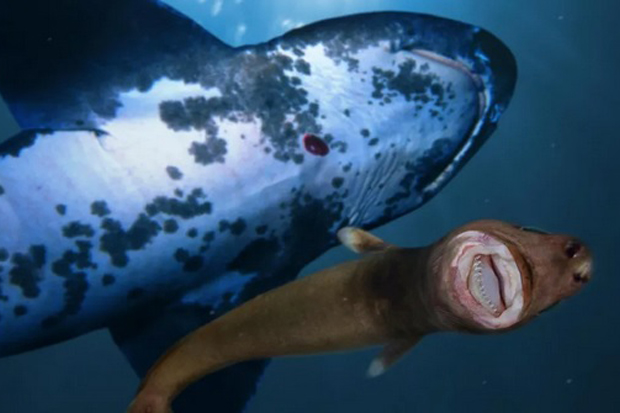 Ngeri, Ikan Alien Meneror...