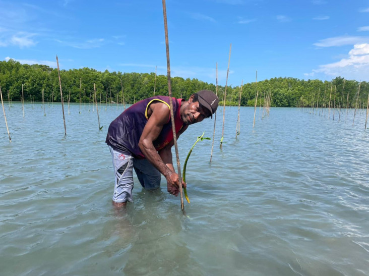 Penanaman Mangrove Jadi...