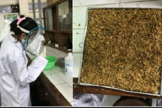 Mahasiswa UGM Manfaatkan...