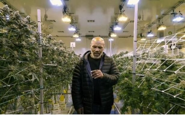 Atlet Bisnis Ganja:...