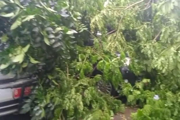 Hujan Angin, Pohon Tumbang...