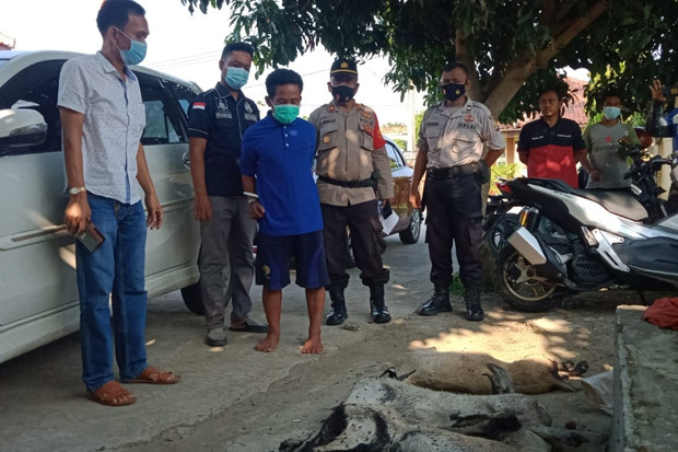 Sembelih 5 Kambing Curian,...