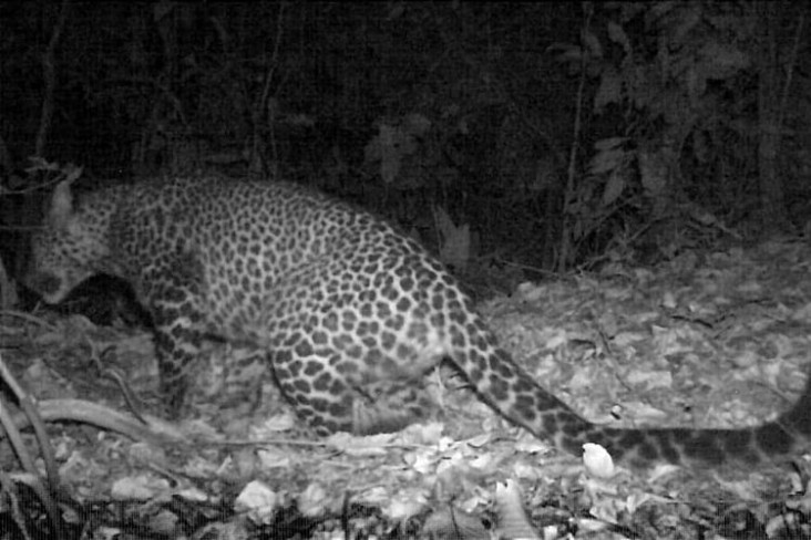 Karawang Geger! Macan...