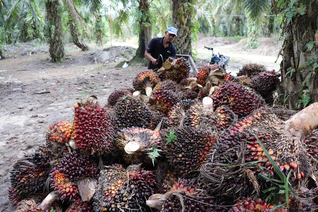 RI Harus Pastikan Kelapa...