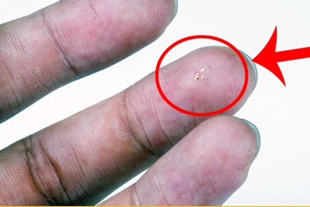 Kenalkan Microflier,...
