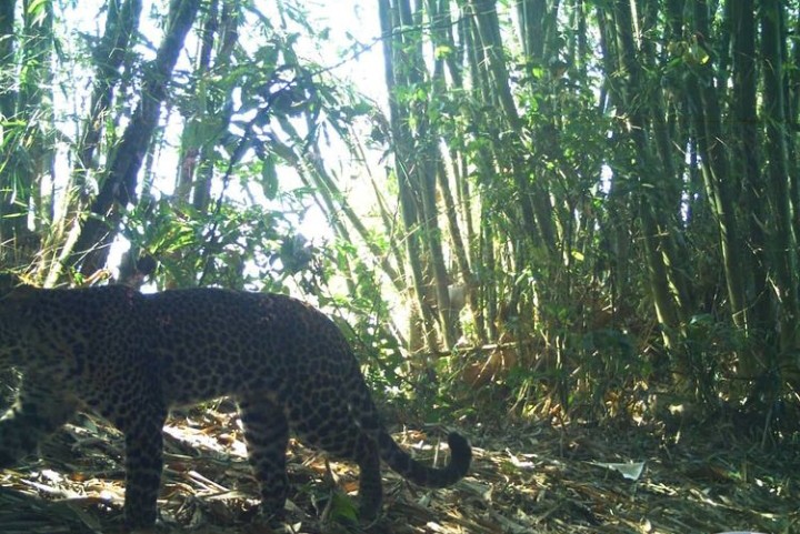 Geger Temuan Macan Tutul...
