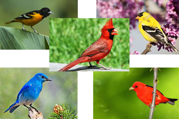 10 Burung Ini Harganya...