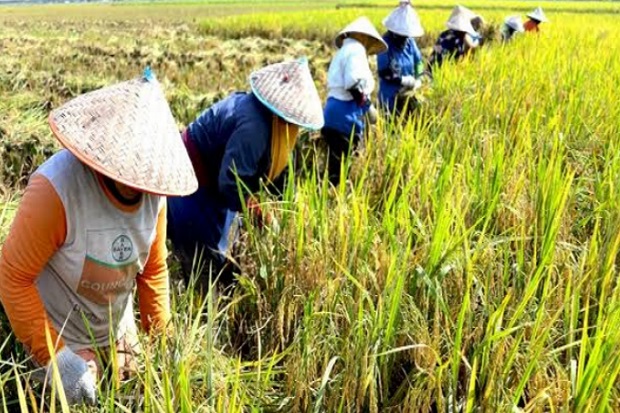 Petani di Madiun Senang...