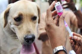 Hari Rabies Sedunia...
