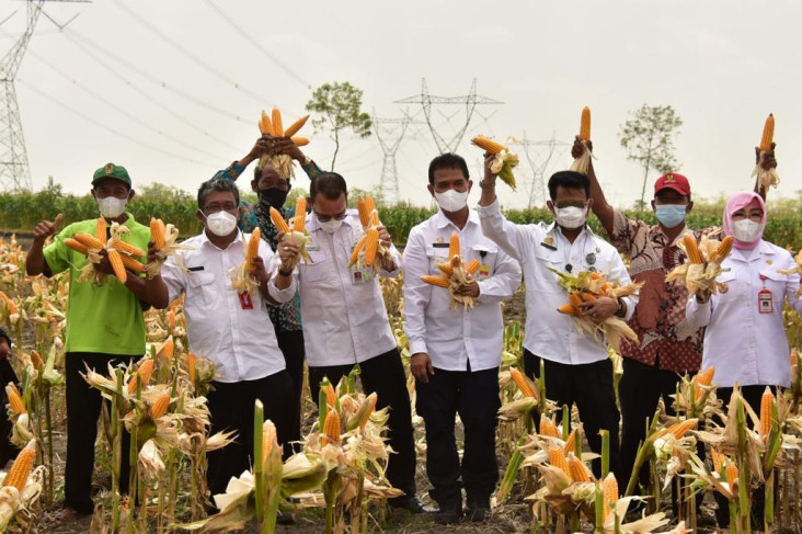 Mentan Panen Jagung...