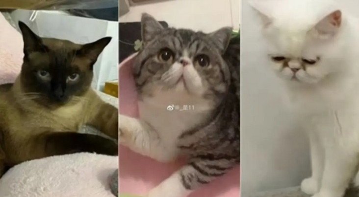 Viral! China Bunuh Tiga...