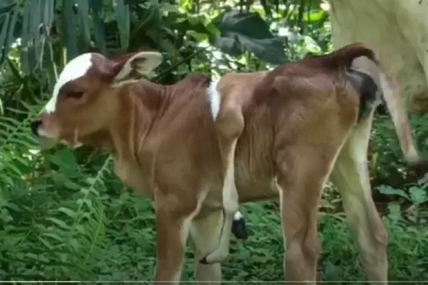 Lembu Betina Berkaki...