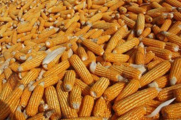 Data Stok Jagung Disebut...