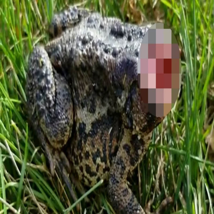 Katak Zombie tanpa Kepala...