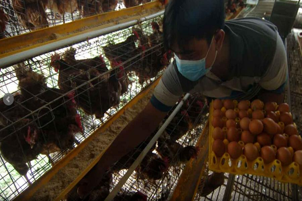 Harga Telur Ayam Ras...
