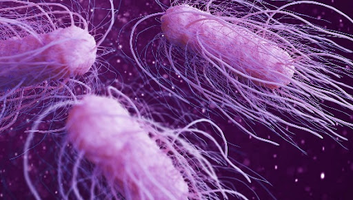 Bakteri Misterius Salmonella...